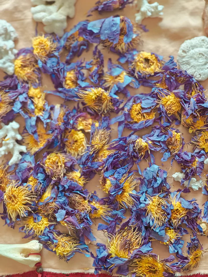 PLANT MEDICINE COURSE: 26TH, 27TH, 28TH AUGUST, MELANCOOSE, CORNWALL, UK